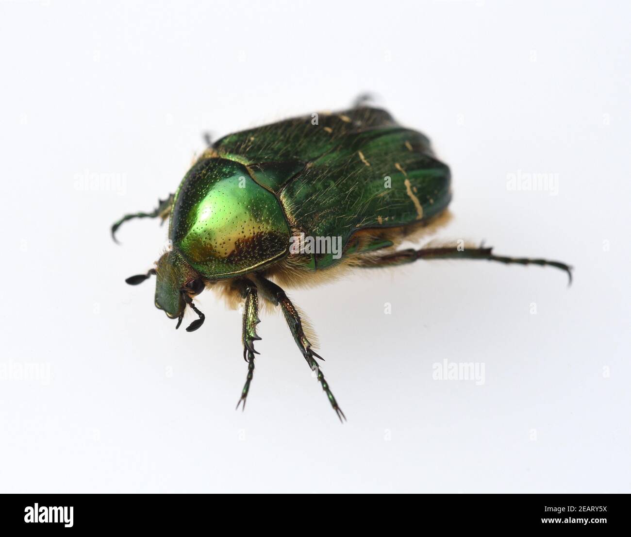 Rosenkaefer, Cetonia, aurata Stockfoto