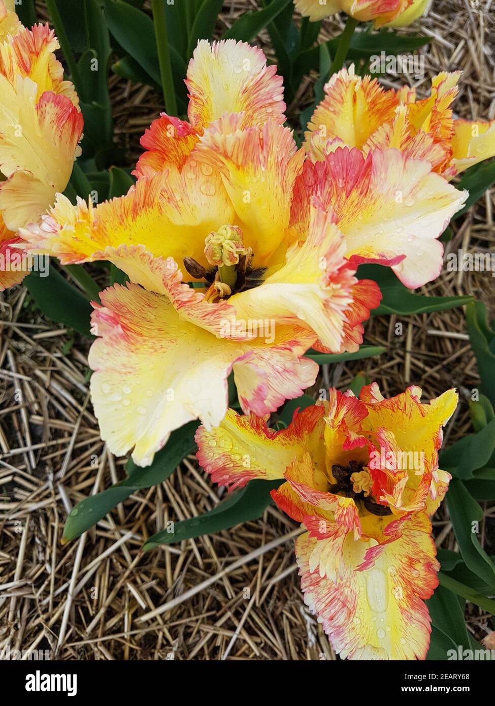 Tulipa Karibischer Papagei, Tulpenbluete Stockfoto