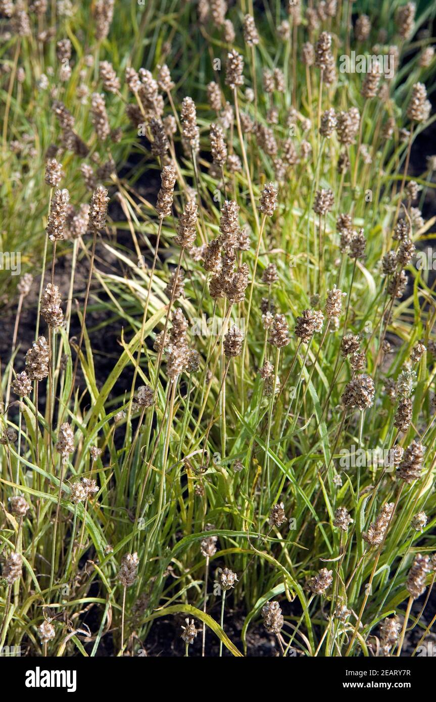 Indisches Flohkraut Stockfoto