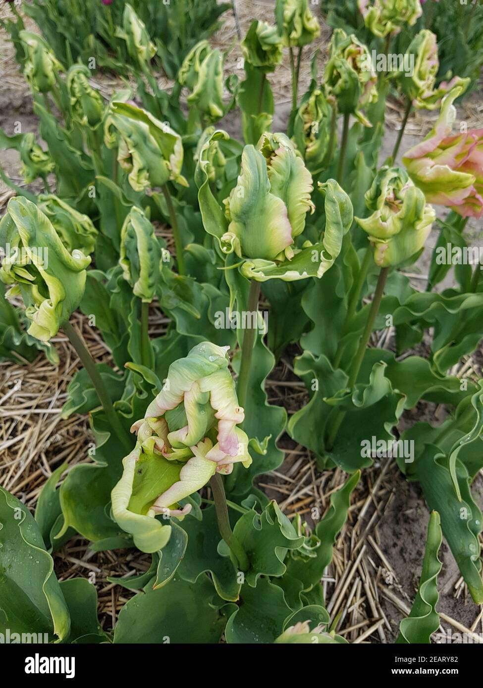 Tulipa Green Wave, Tulpenbluete Stockfoto