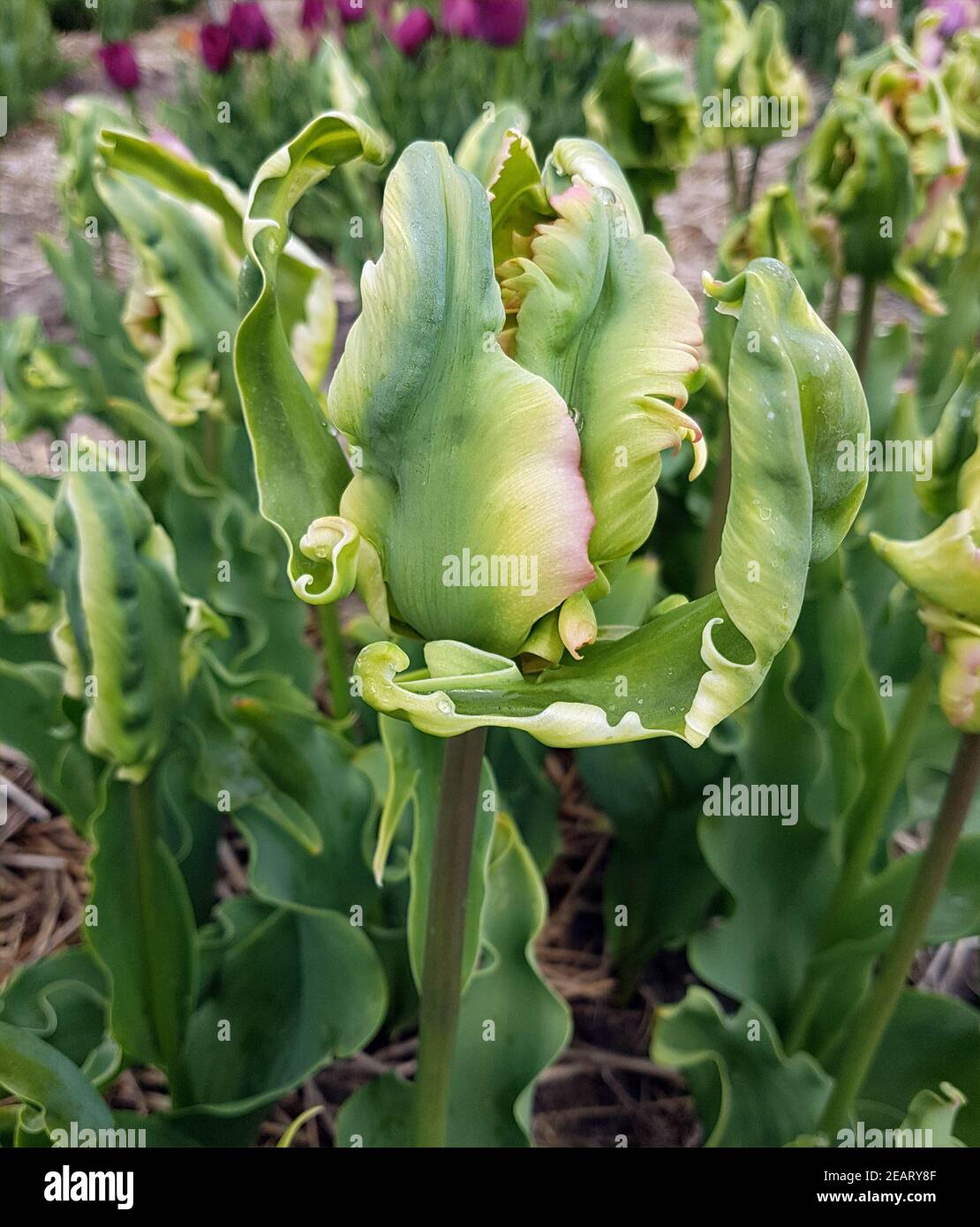 Tulipa Green Wave, Tulpenbluete Stockfoto