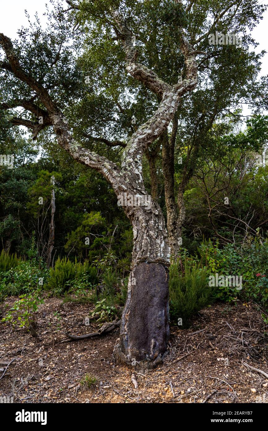 Eiche Baum für Korkkorken, Quercus suber abgestreift. Massís de les Cadiretes, Katalonien, Spanien. Stockfoto