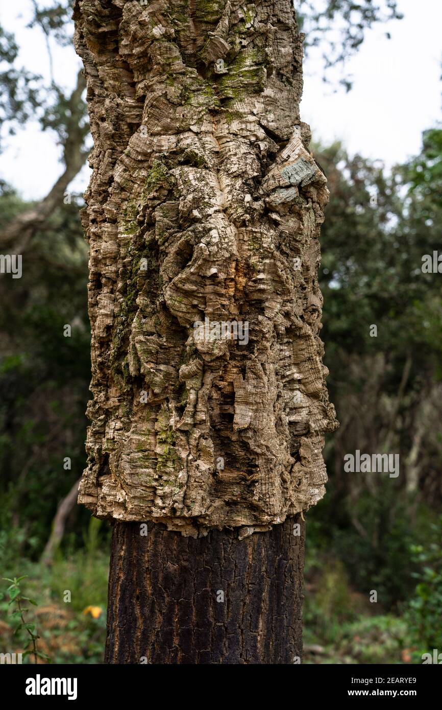 Eiche Baum für Korkkorken, Quercus suber abgestreift. Massís de les Cadiretes, Katalonien, Spanien. Stockfoto