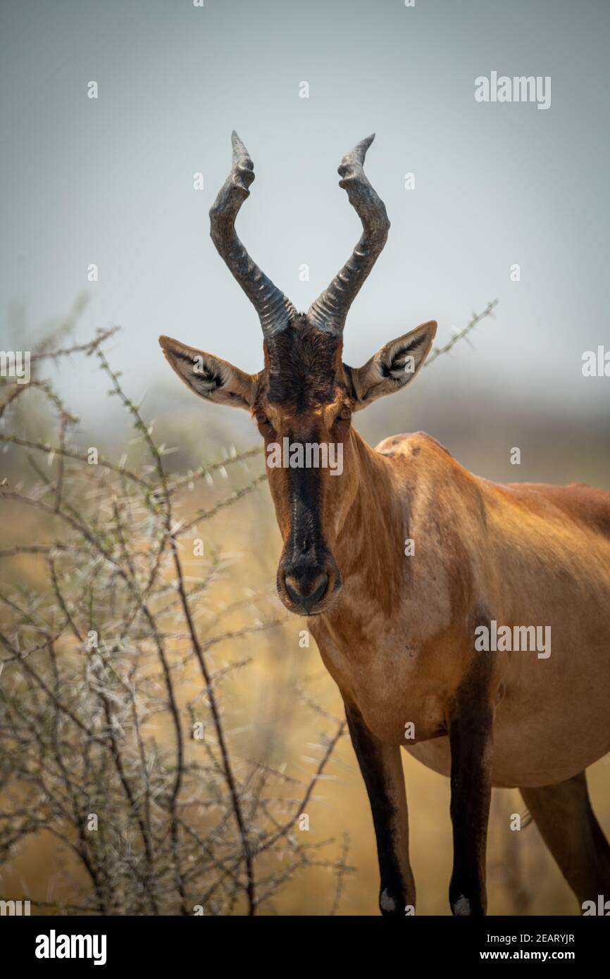Nahaufnahme des roten Hartebeest, der in Büschen steht Stockfoto