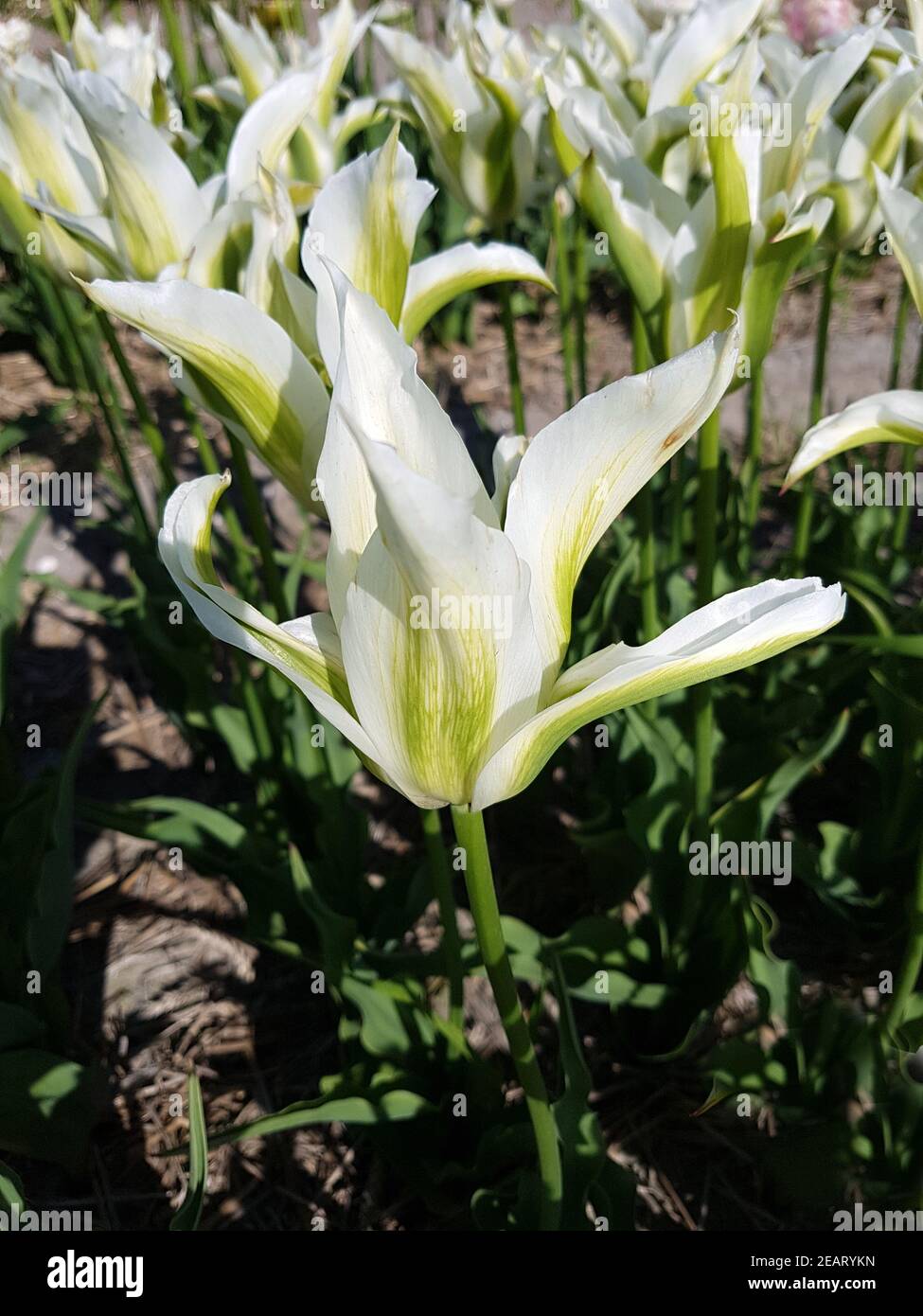 Tulipa, Green Star, Tulpenbluete Stockfoto
