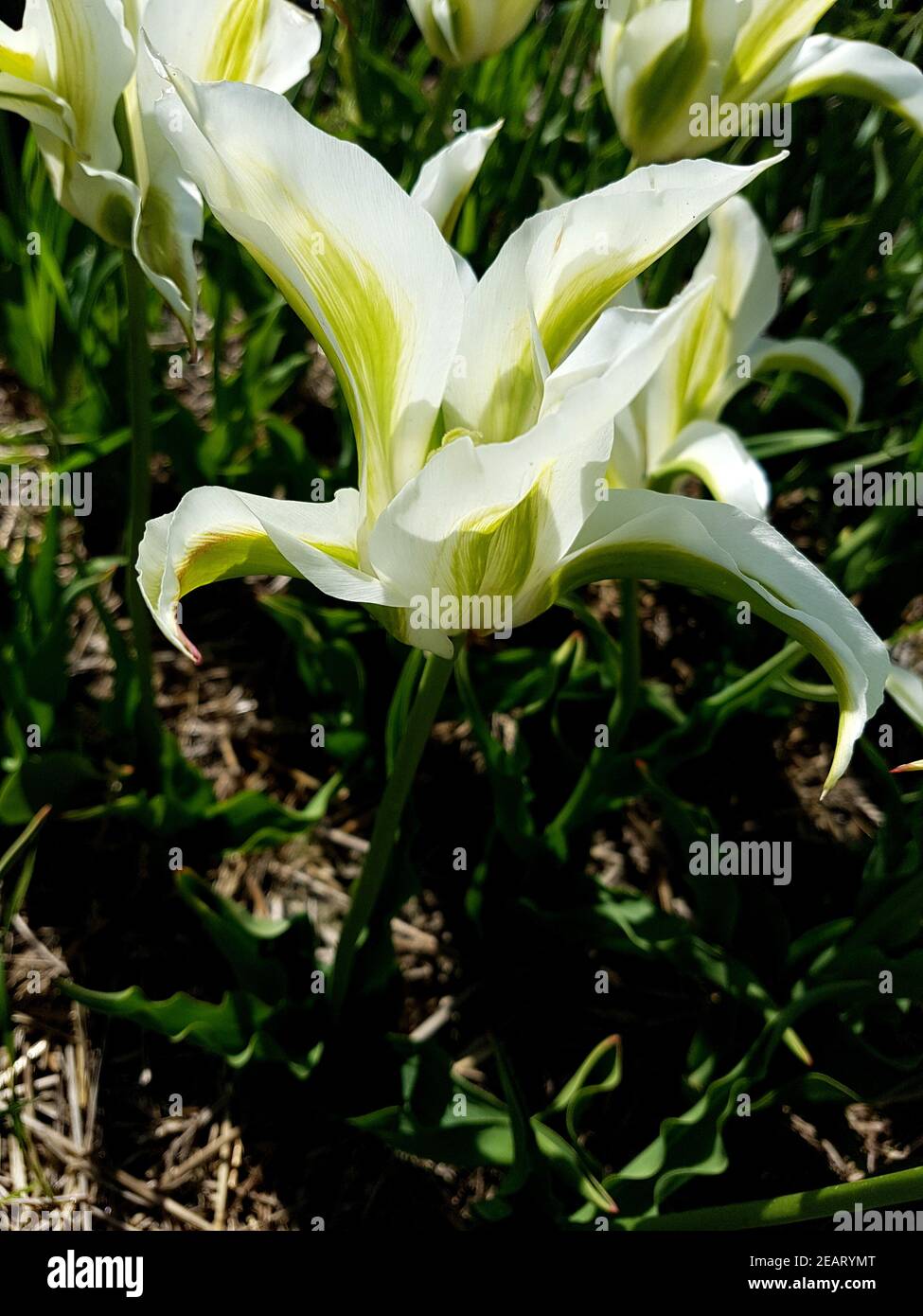 Tulipa, Green Star, Tulpenbluete Stockfoto
