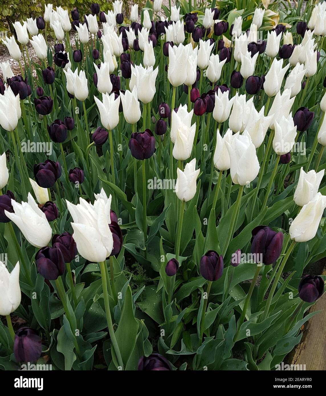 Tulipa, Königin der Nacht, Black Tie, Tulpenbluete Stockfoto