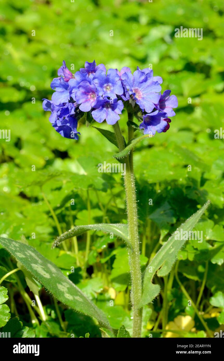 Frühlingsblumen: Pulmonaria longifolia Stockfoto