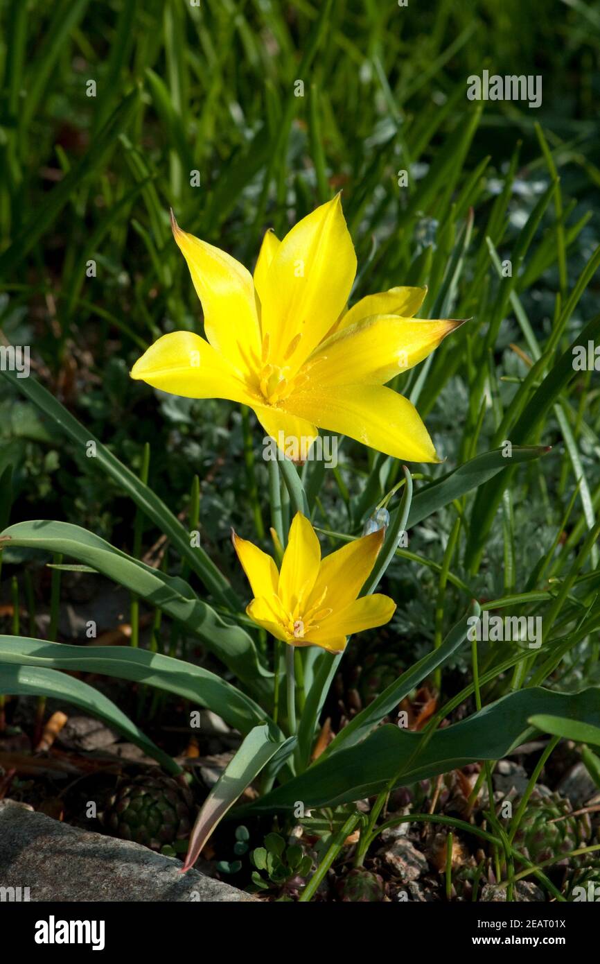 Tulipa tolpakowskiana, Wildtulpe Stockfoto