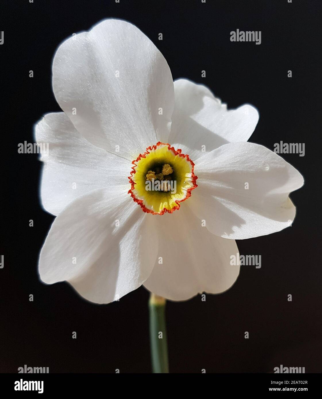 Dichternarzisse Narcissus, Poeticus Variation recurvus Stockfoto