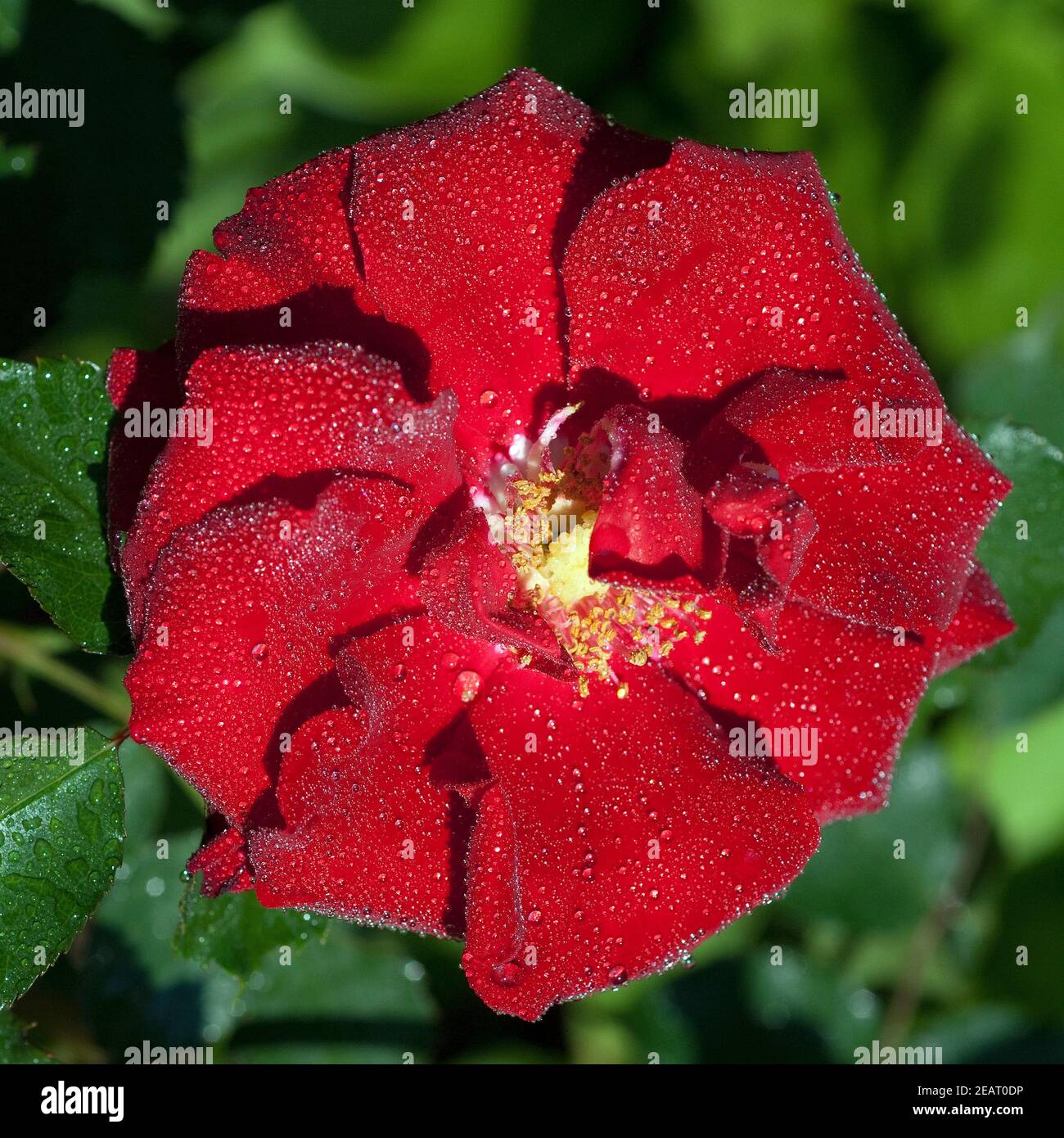 Roter, Korsar, Strauchrosenfäule Stockfoto