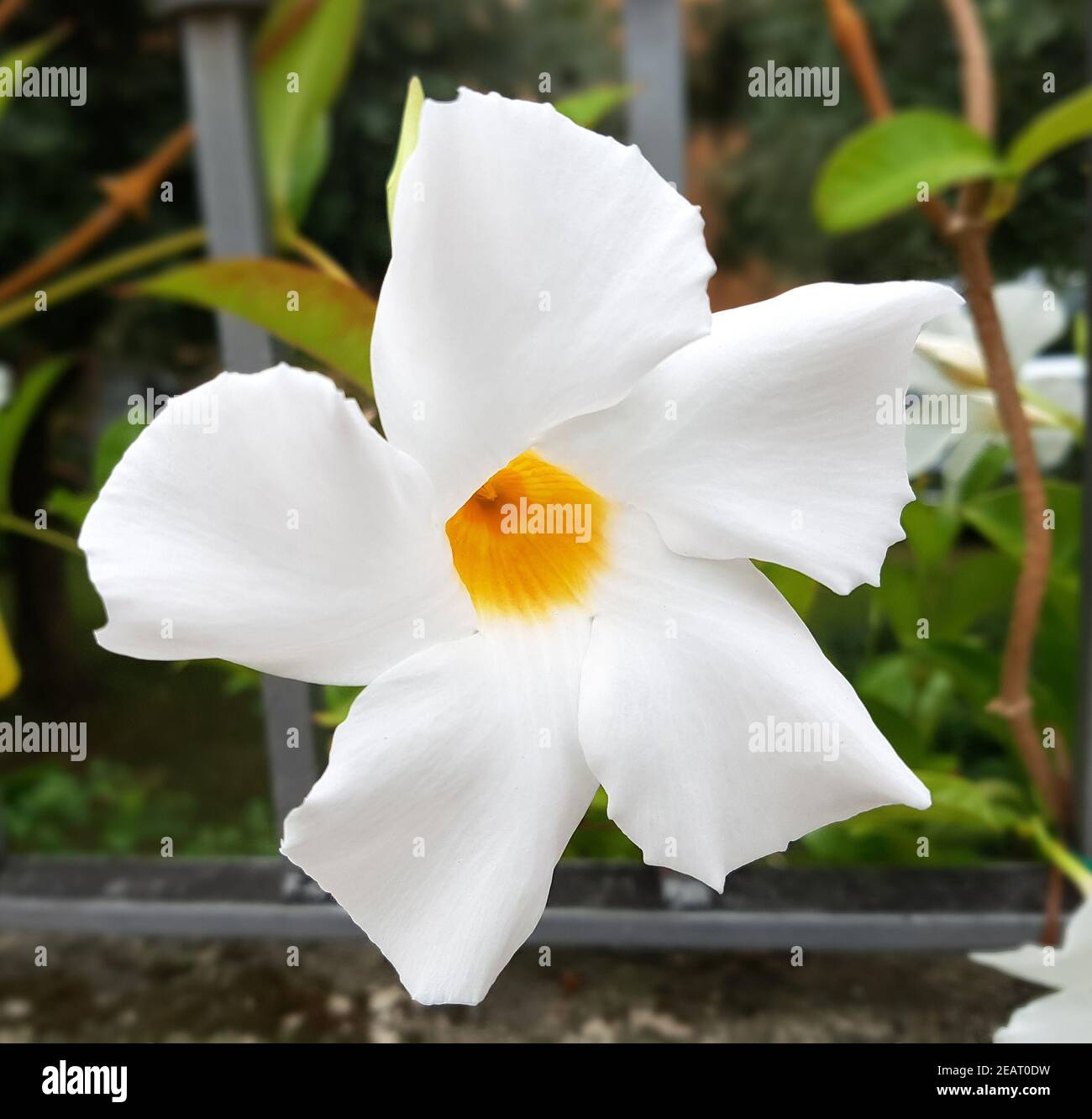Dipladenia, Sanderi Sundaville Stockfoto