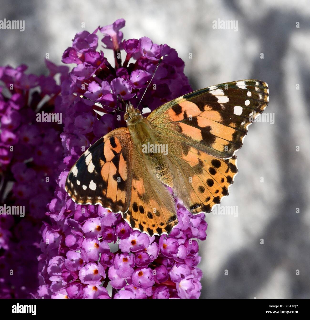 Distelfalter, Cynthia, cardui, Schmetterlingsstrauch Stockfoto