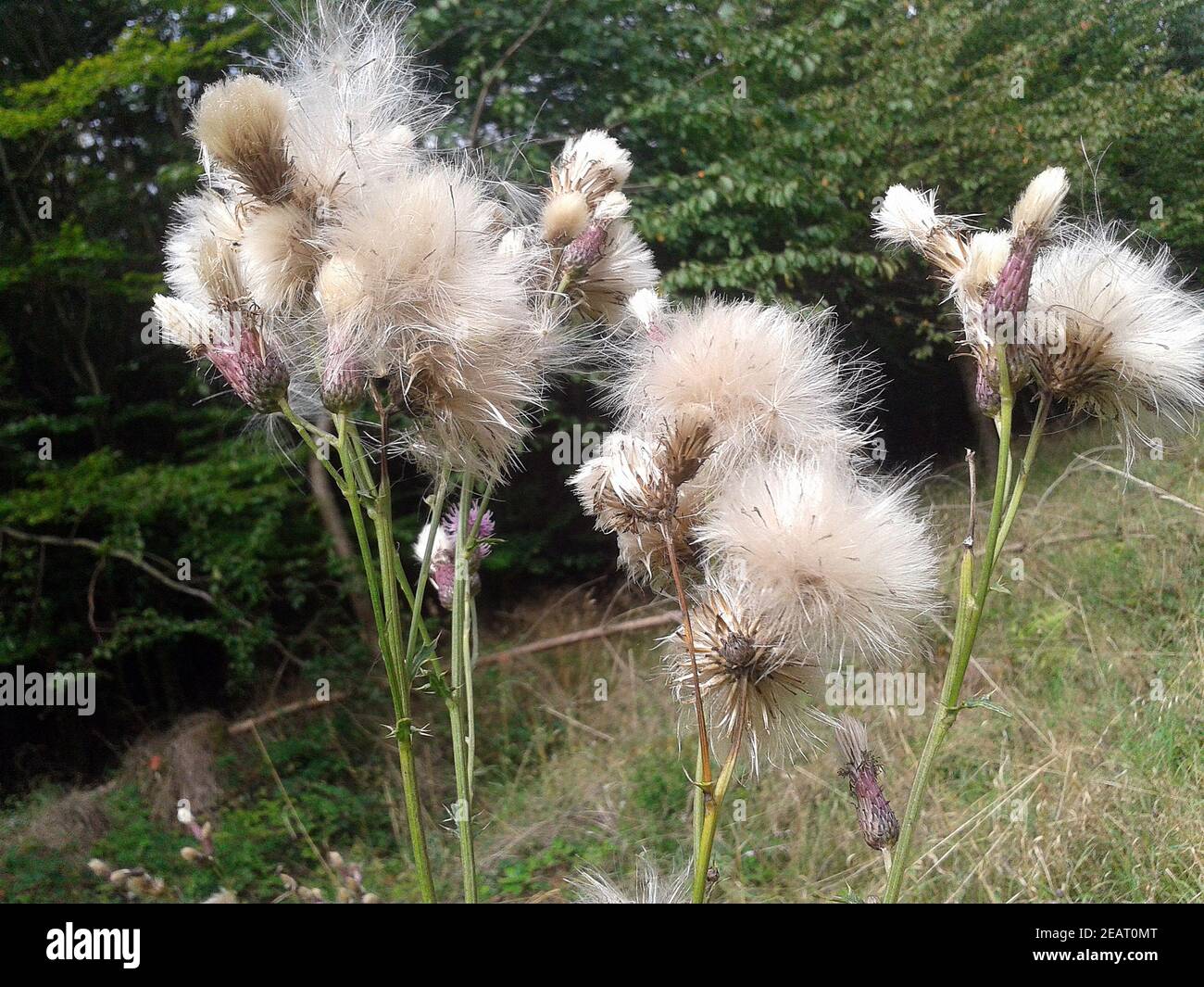 Acker-Kratzdistel Cirsium arvense Stockfoto