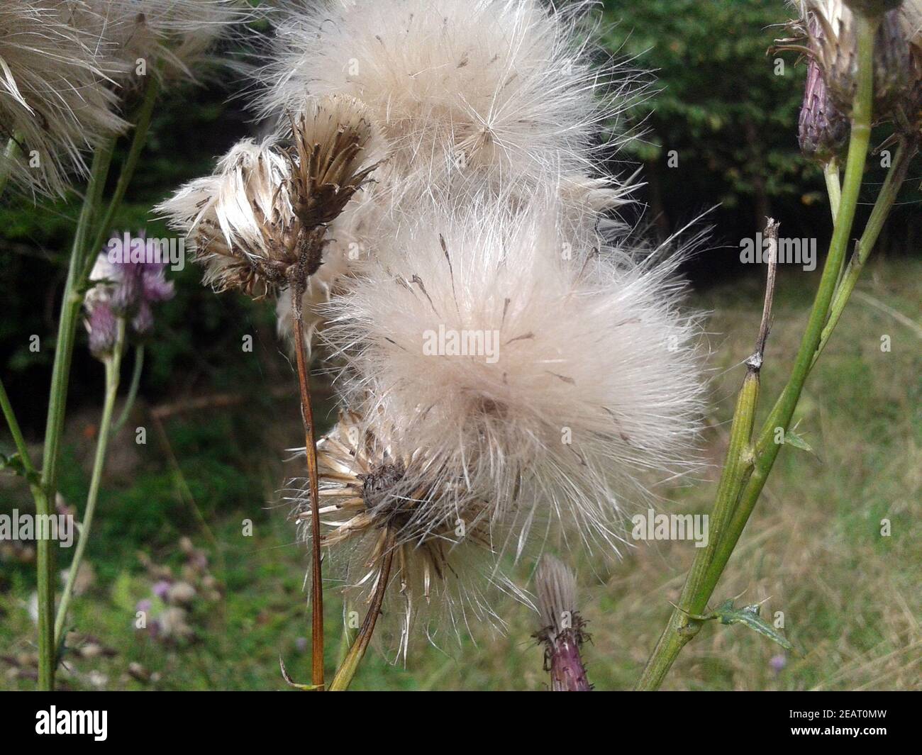Acker-Kratzdistel Cirsium arvense Stockfoto