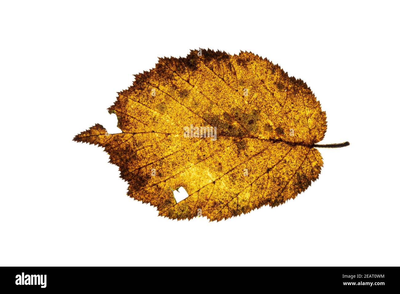 Gefallenes Haselblatt beginnt auf weißem Hintergrund zu verfallen Stockfoto
