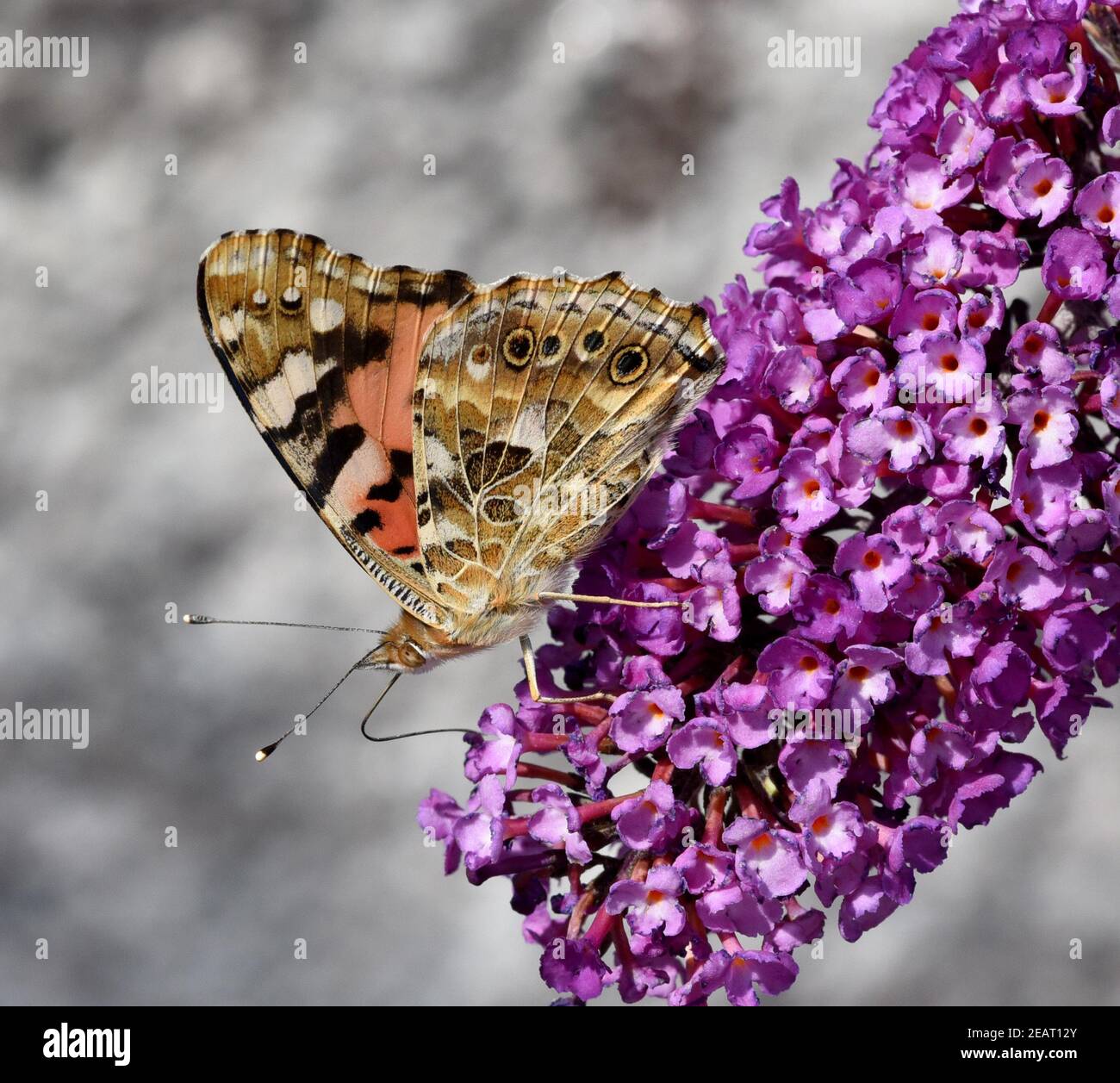 Distelfalter, Cynthia, cardui, Schmetterlingsstrauch Stockfoto