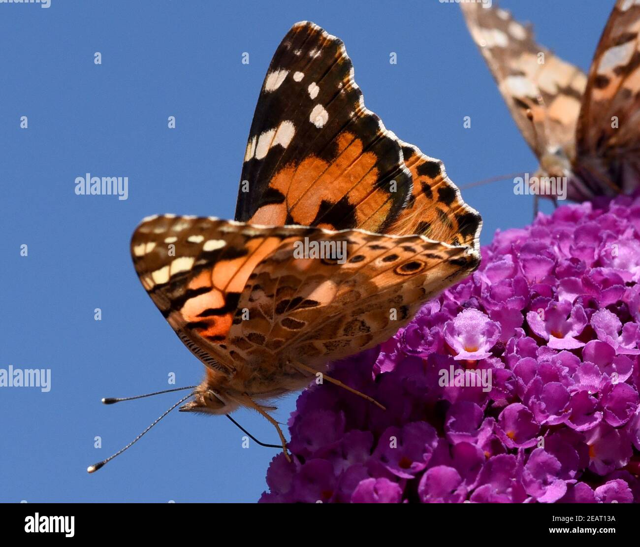 Distelfalter, Cynthia, cardui, Schmetterlingsstrauch Stockfoto