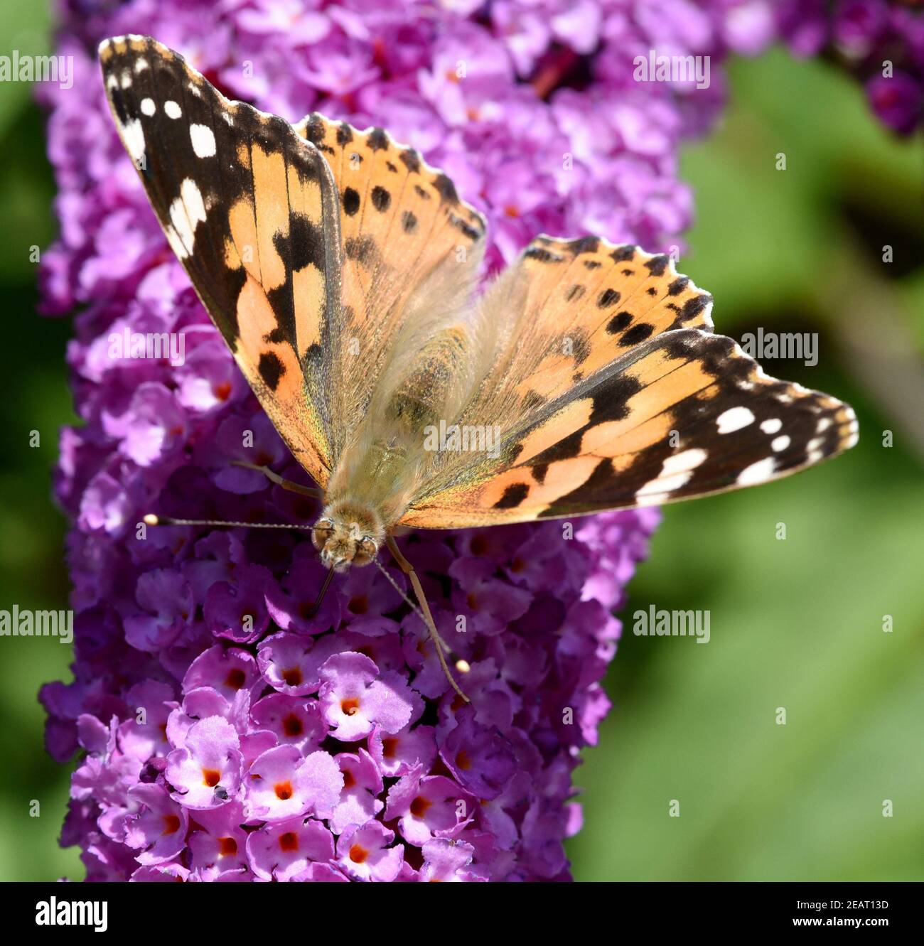 Distelfalter, Cynthia, cardui, Schmetterlingsstrauch Stockfoto