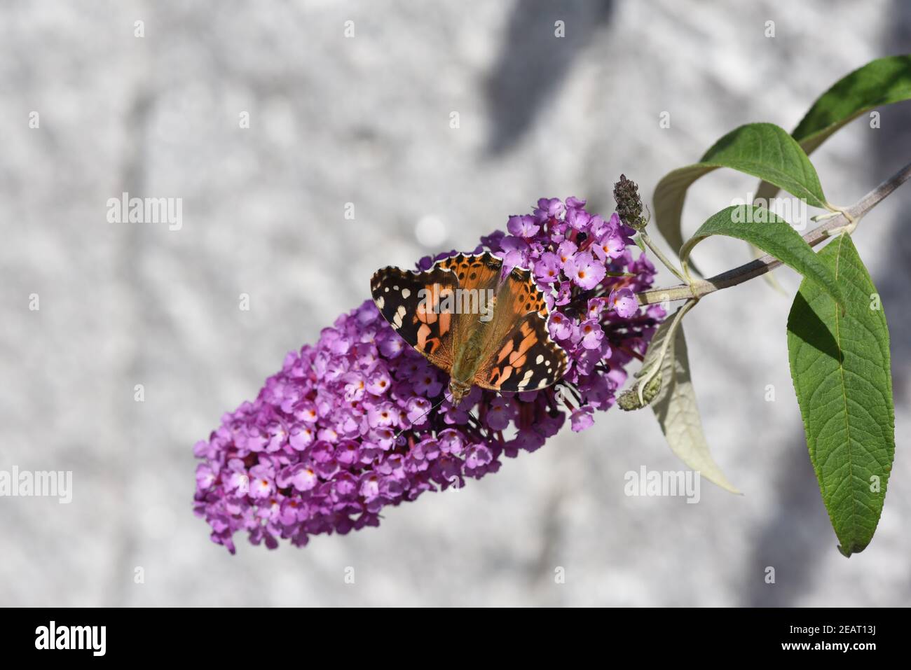 Distelfalter, Cynthia, cardui, Schmetterlingsstrauch Stockfoto