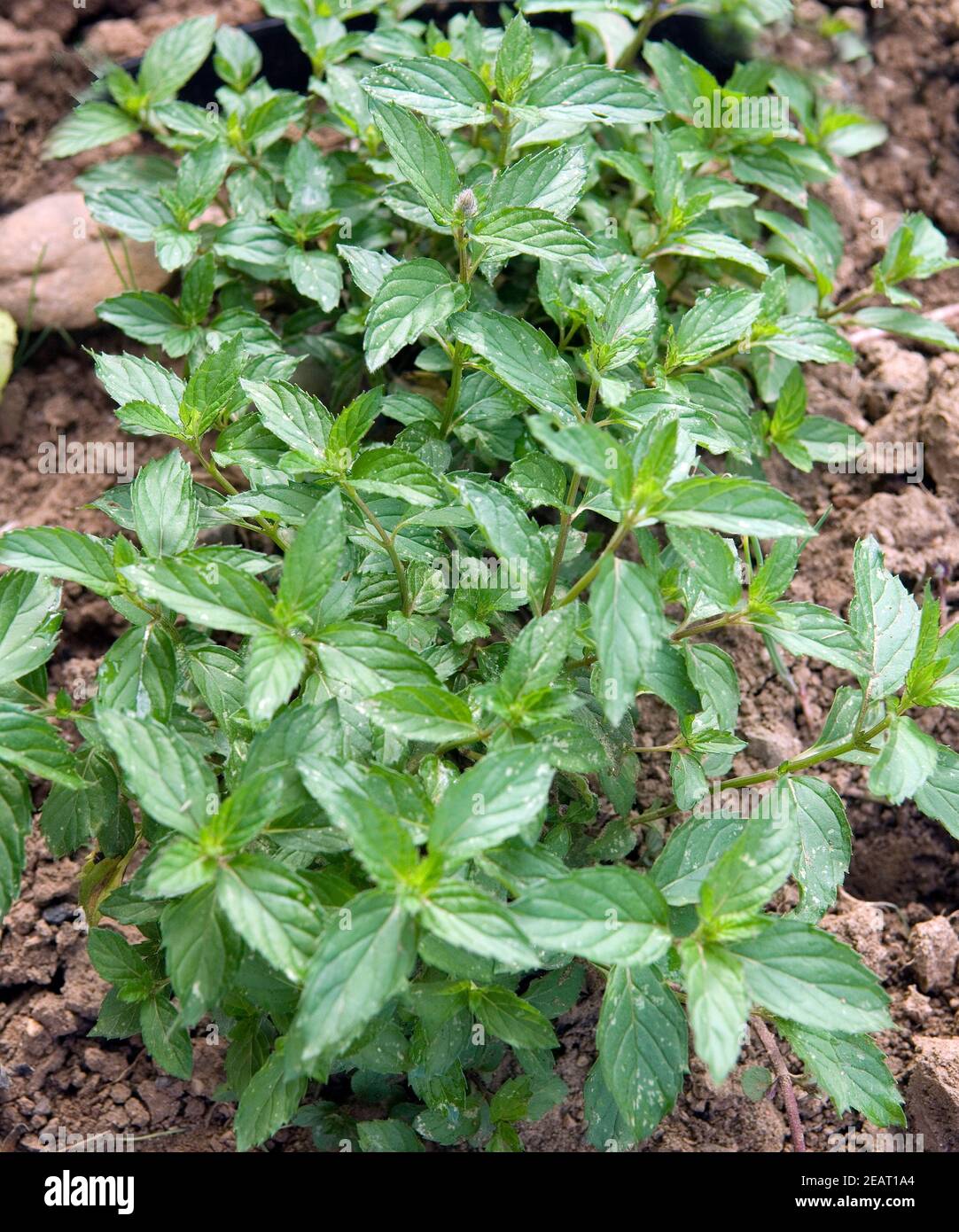 Rumaenische Minze Stockfoto