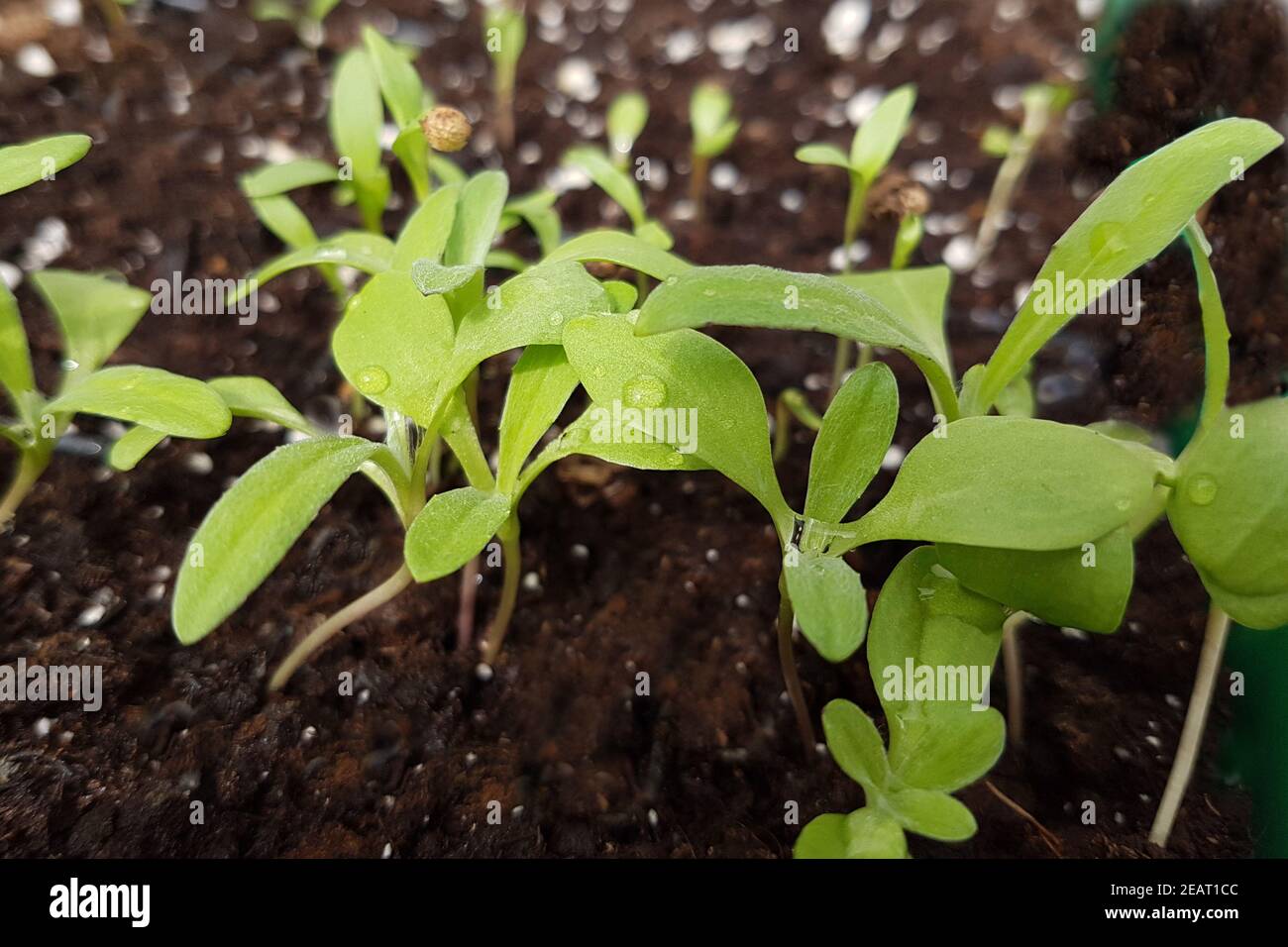 Sommeradonis Adonis aestivalis Keimling, Sproessling Stockfoto