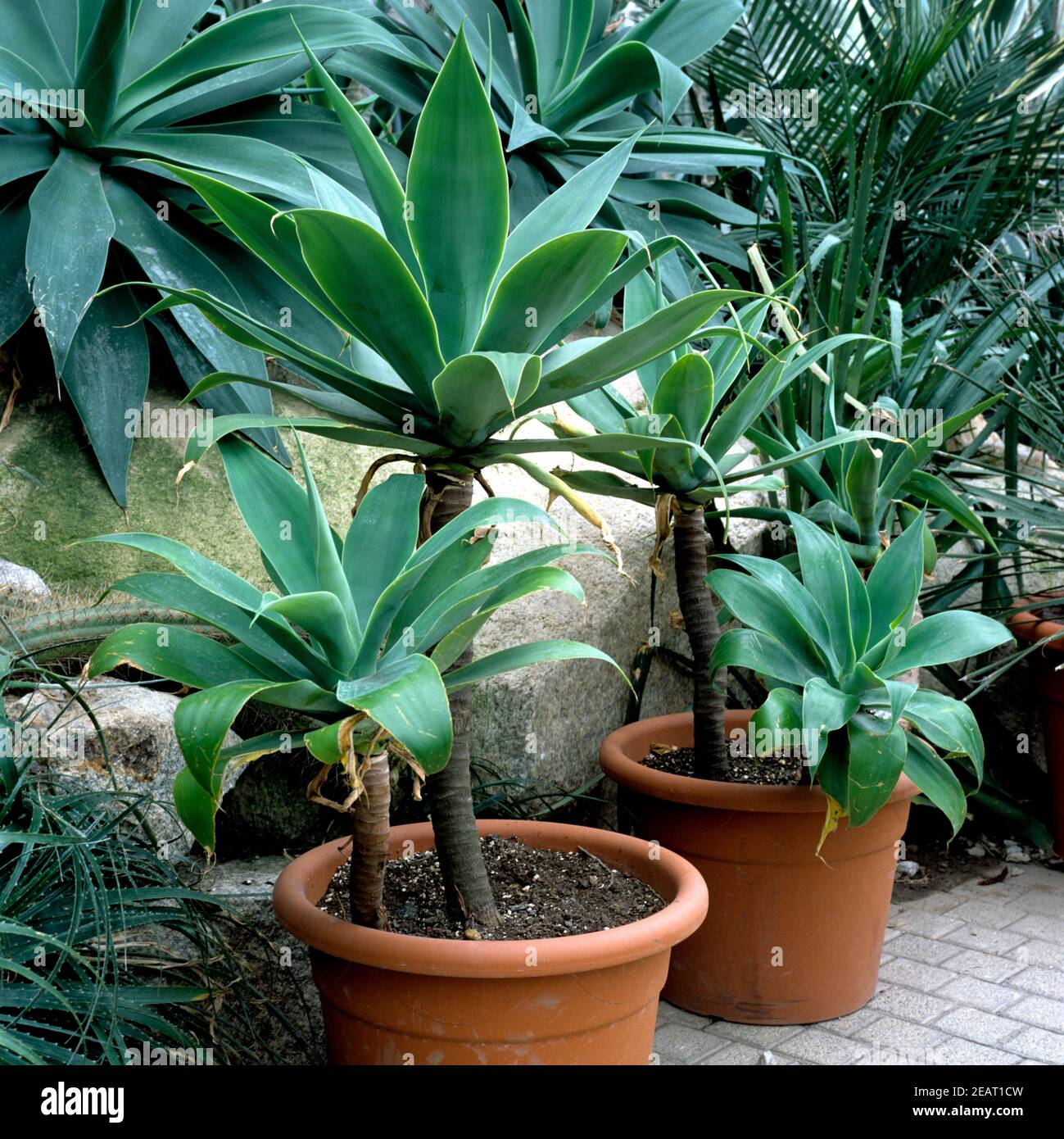 Drachenbaum-Agave, Agave attenuata Stockfotografie - Alamy