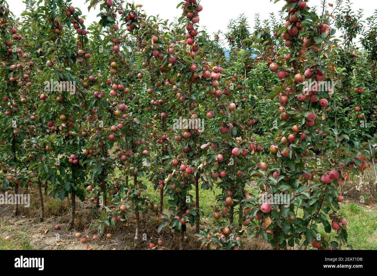 Saeulenobst Aepfel Stockfoto