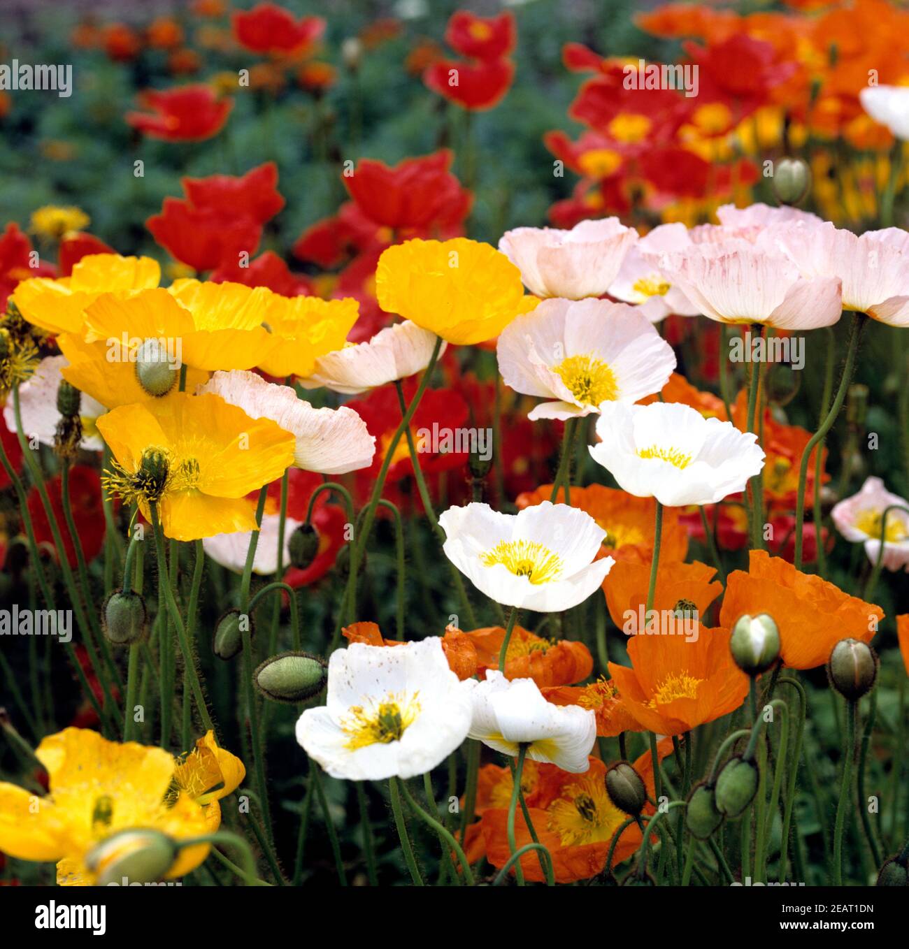 Islaendischer Mohn Stockfoto