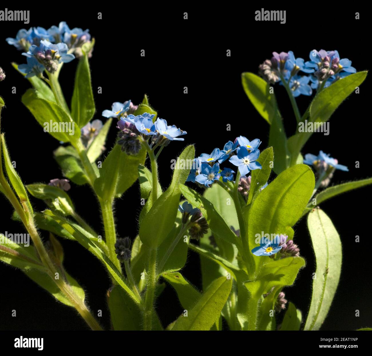 Vergissmeinnicht, Myosotis, sylvatica Stockfoto