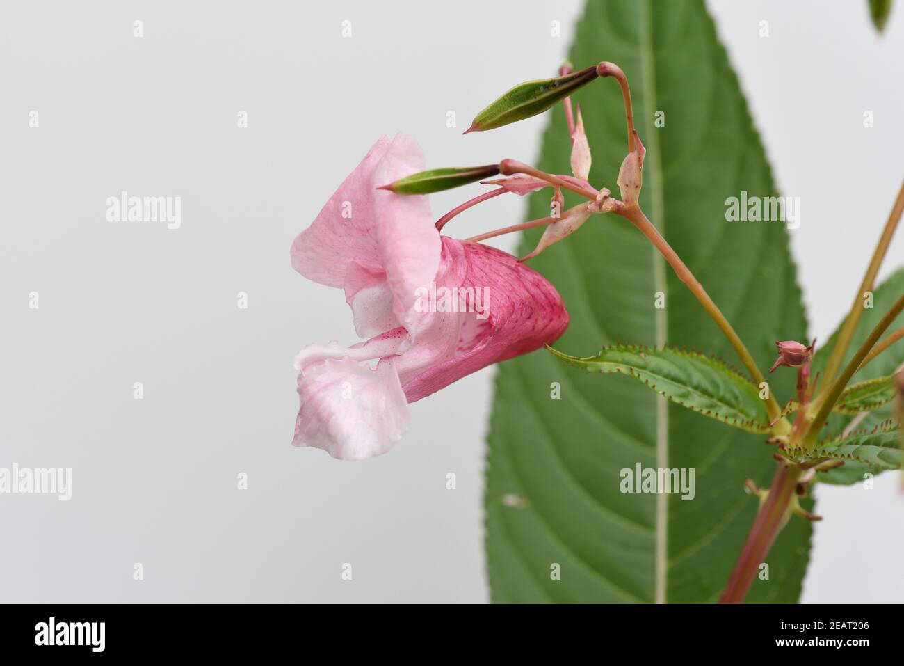 Druesiges Springkraut, Impatiens, Glandulifera Stockfoto