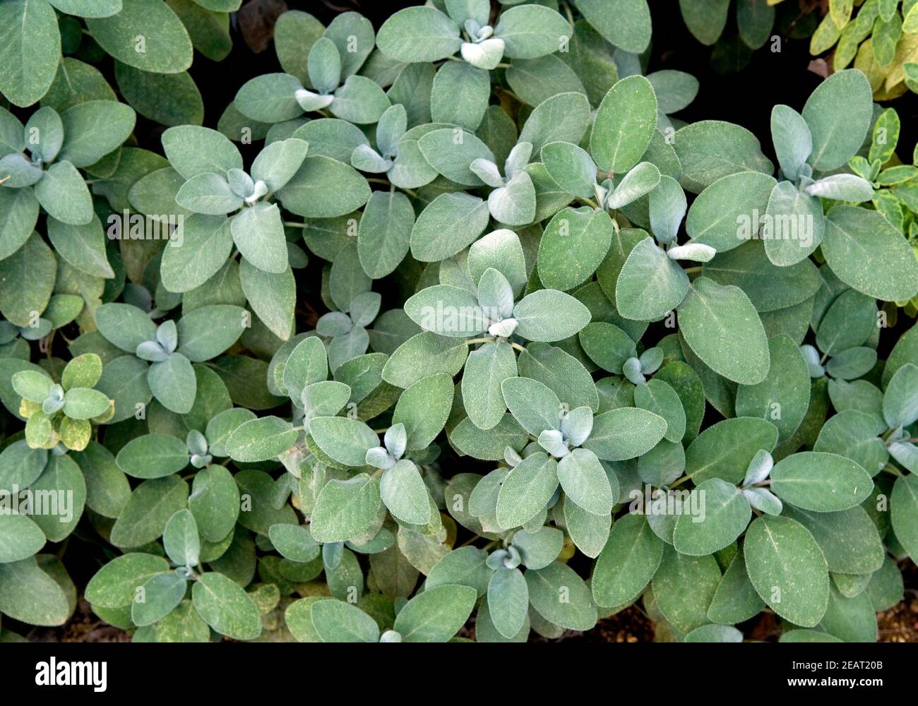 Salbei Stockfoto