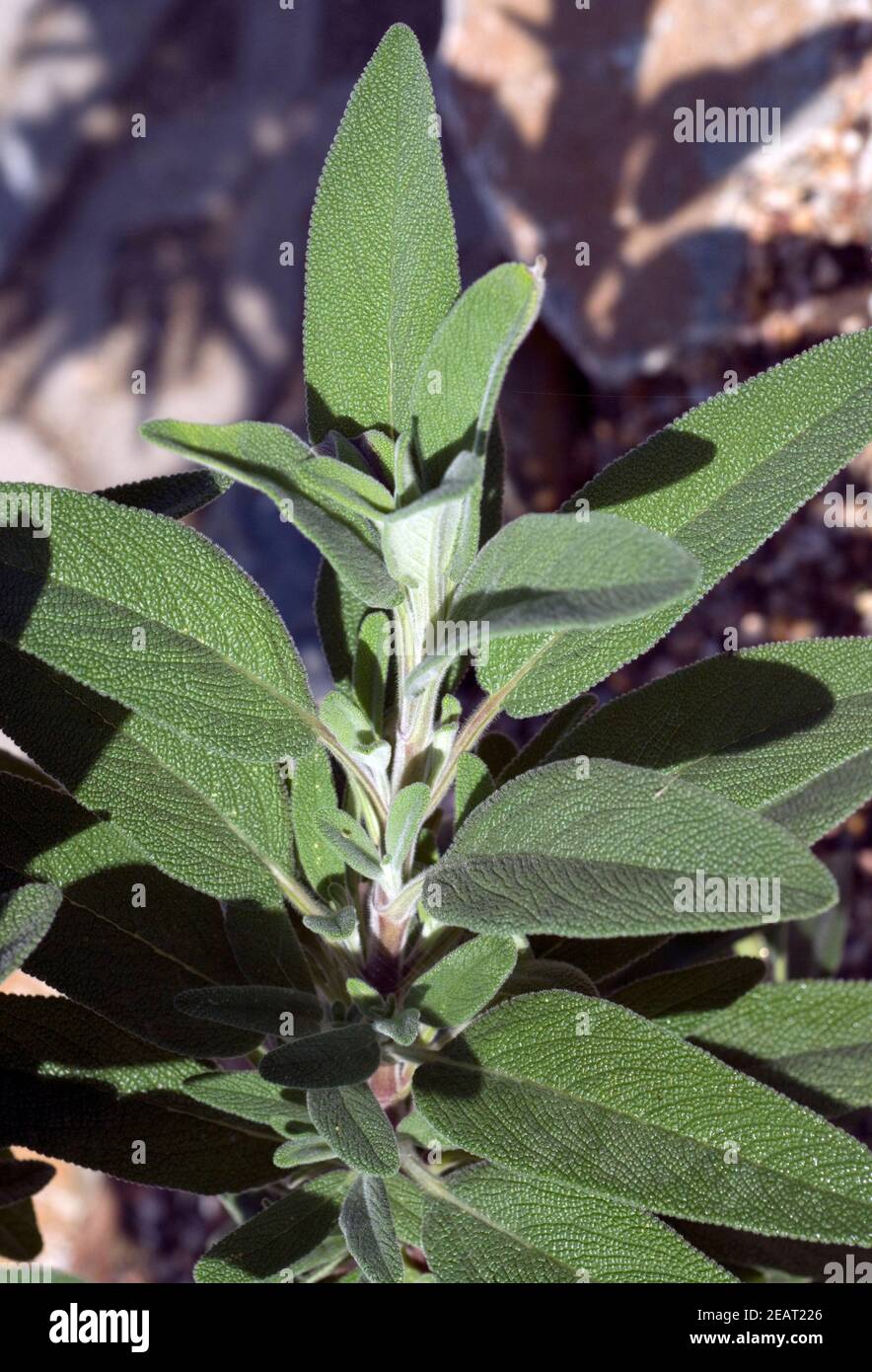 Salbei Salvia candelabrum Stockfoto