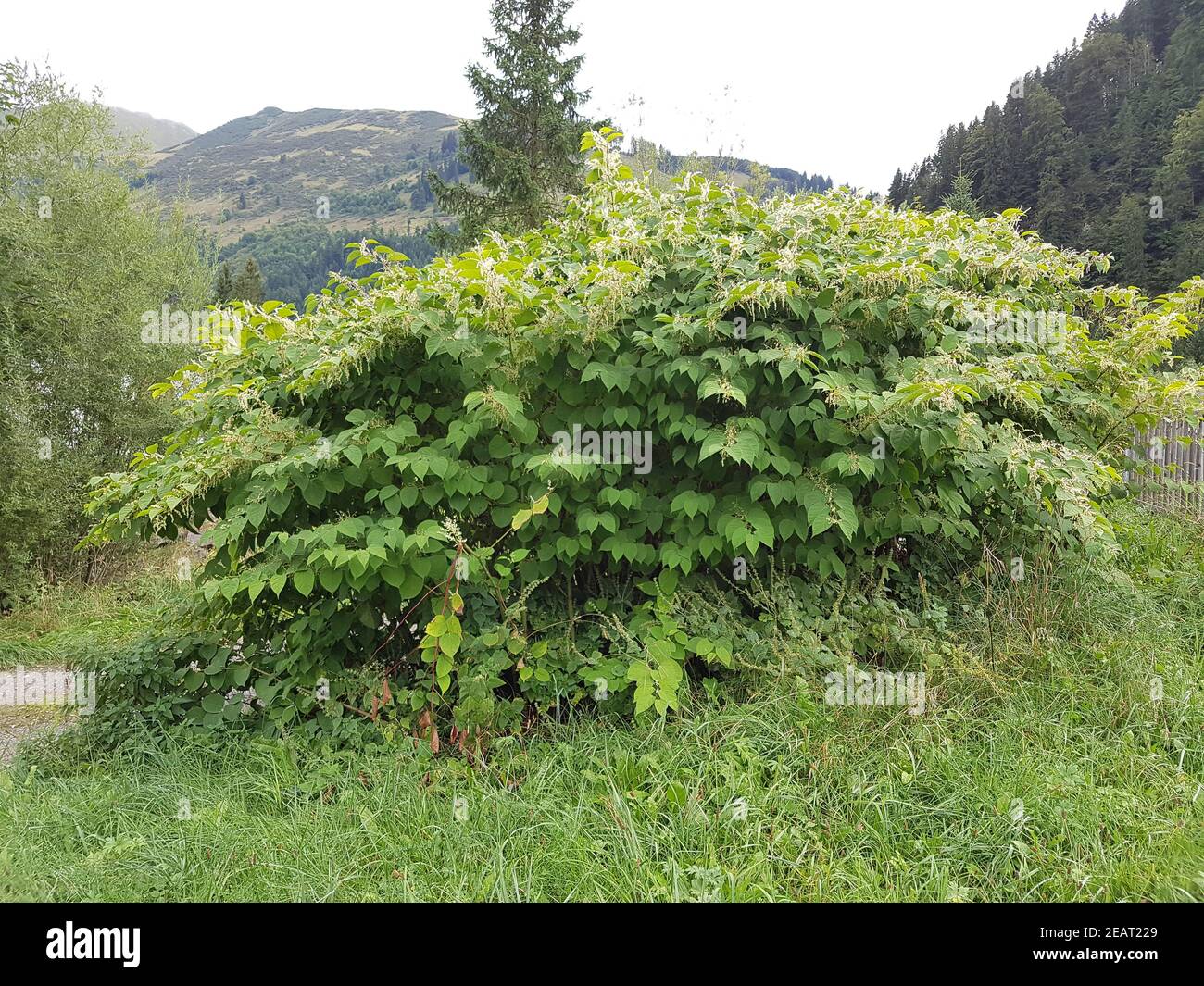 Gartenlandschaft, Knoeterich, Fallopia, japonica Stockfoto