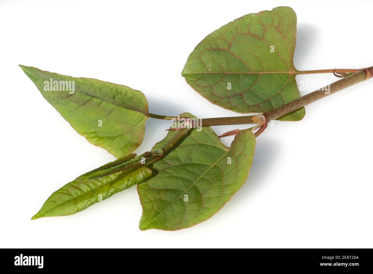 Gartenlandschaft, Staudenknoeterich, Fluegelkn Stockfoto