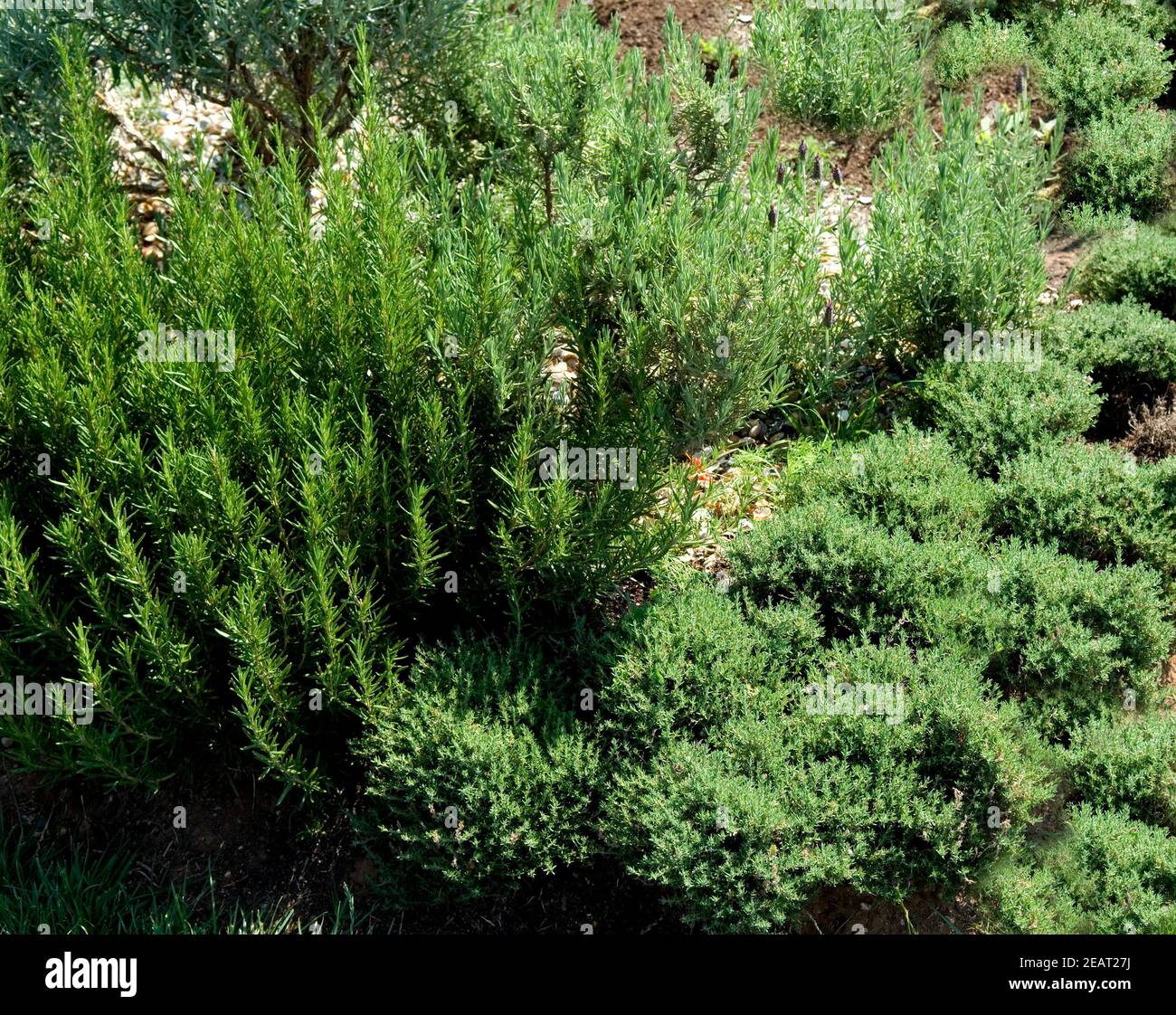 Duftkräutergarten Stockfoto
