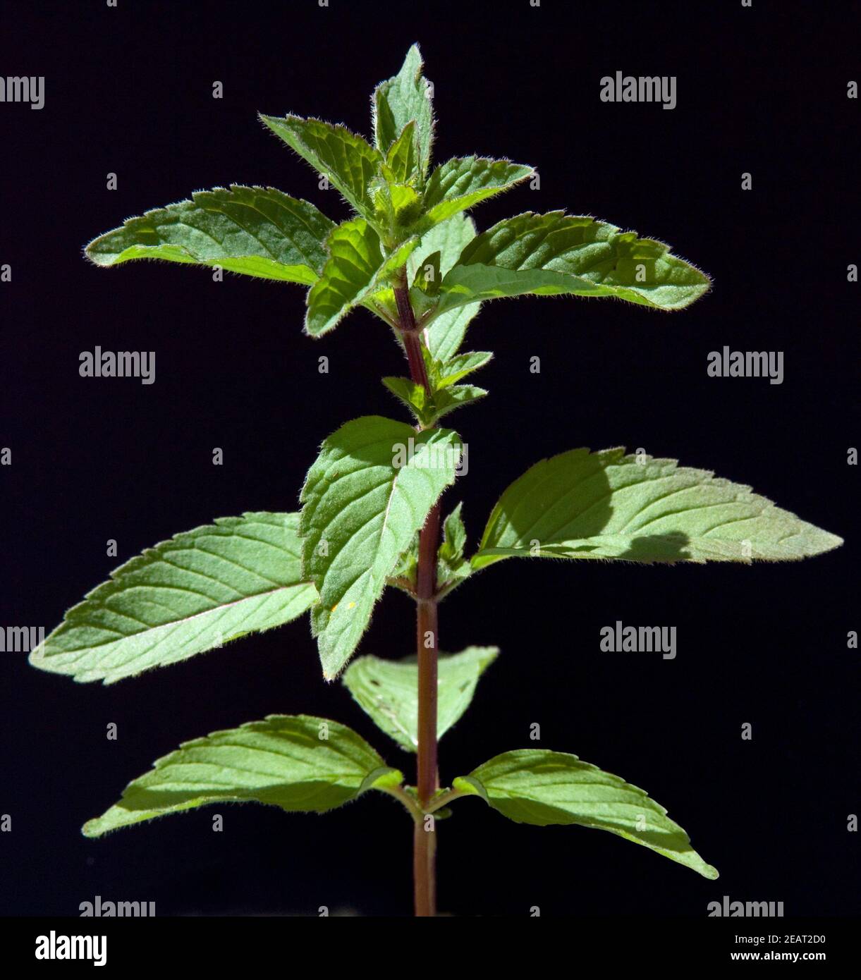 Echte Pfefferminze Stockfoto