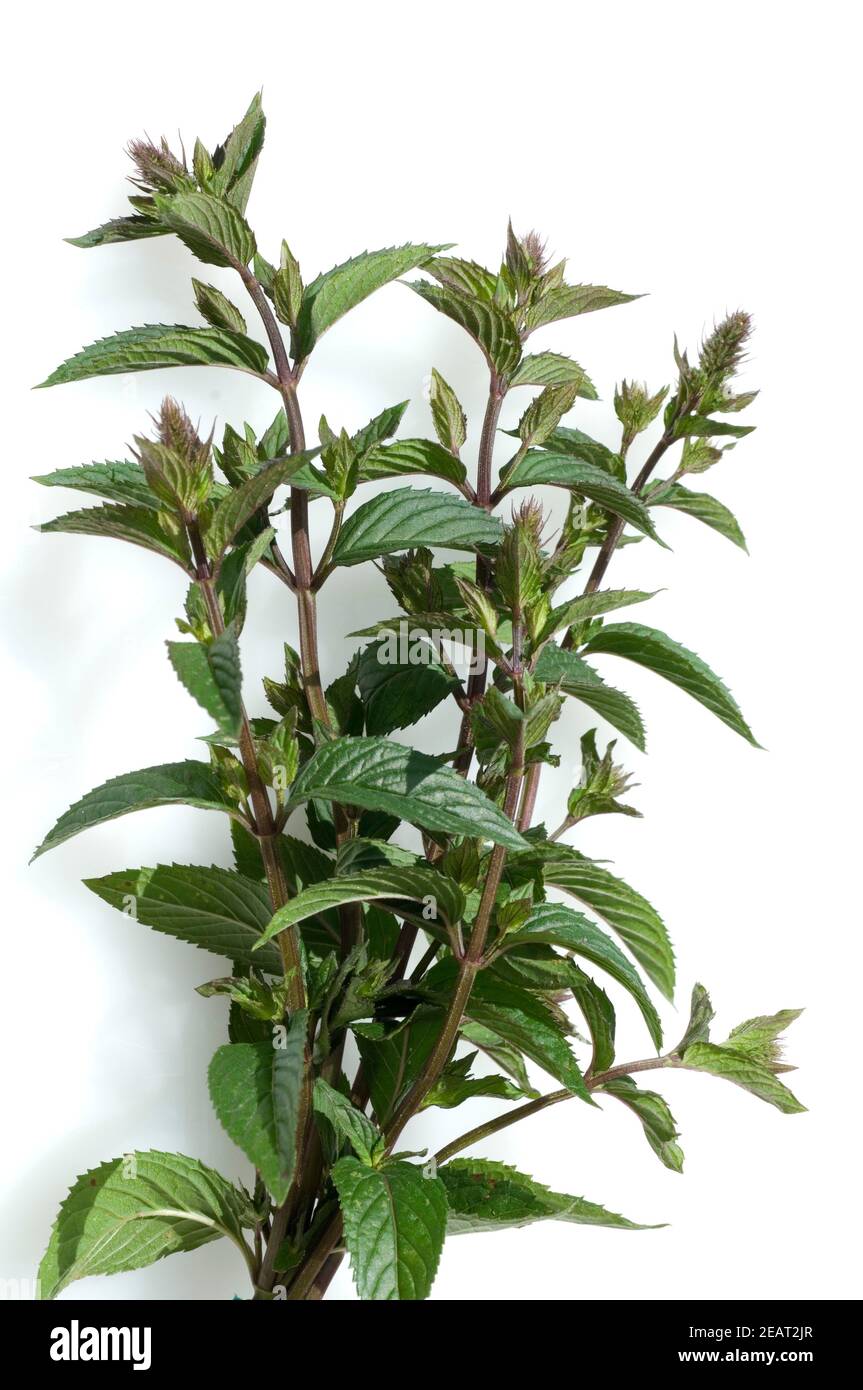 Echte Pfefferminze Stockfoto