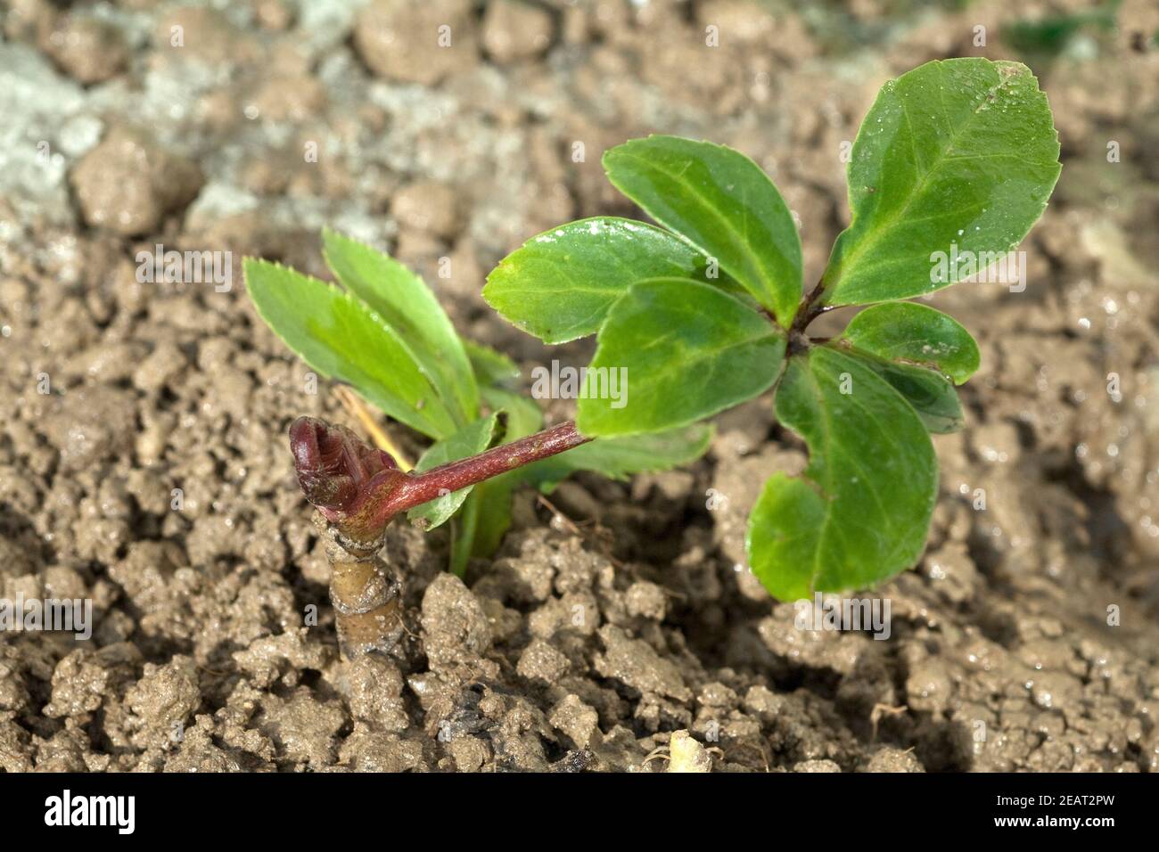 Sterben Sie Christrose Ist Eine Heilpflanze Und Arzneipflanze, Wildpflanze sterben Im Winter Weiss blueht Stockfoto