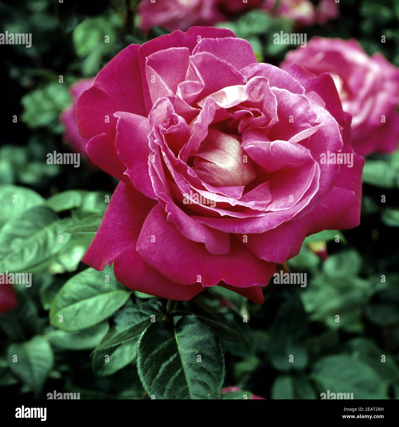 Edelrose Baron de Rothschild Stockfoto
