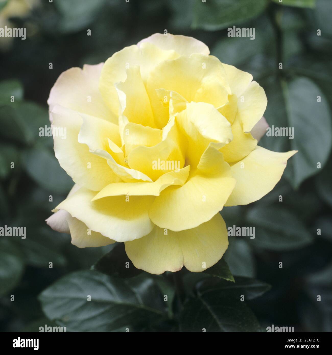 Edelrose Gloria Dei Stockfoto