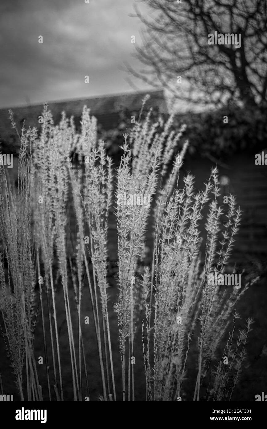 Schwarz-Weiß-Foto von dekorativem Gras Stockfoto