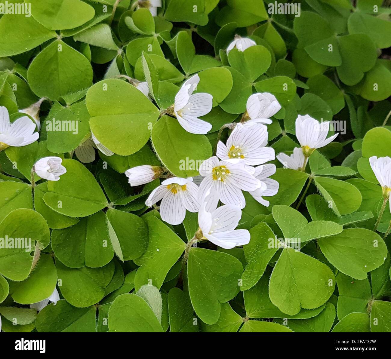 Waldsauerklee, Oxalis, Acetosella Stockfoto