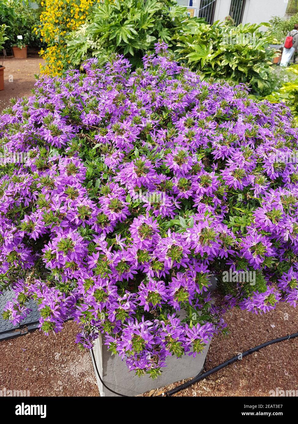 Интернет Магазин Семена Цветов Сцевола Купить