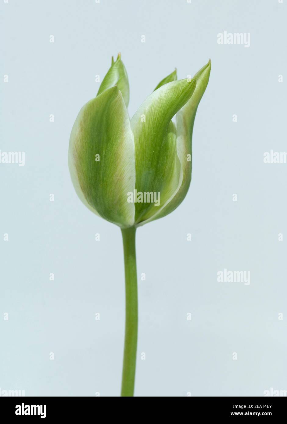 Viridiflora Tulpen, Frühlingsgrün Stockfoto