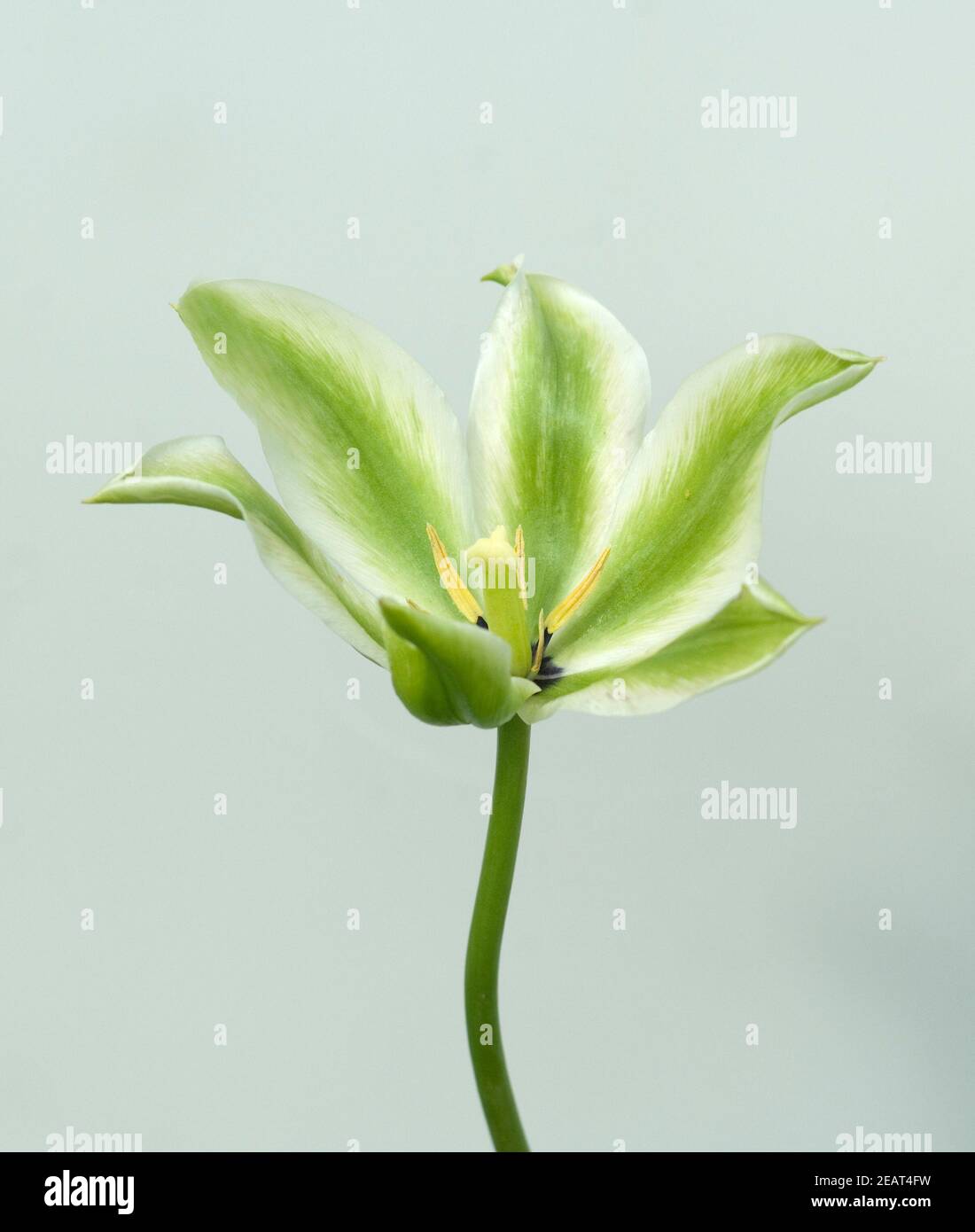Viridiflora Tulpen, Frühlingsgrün Stockfoto
