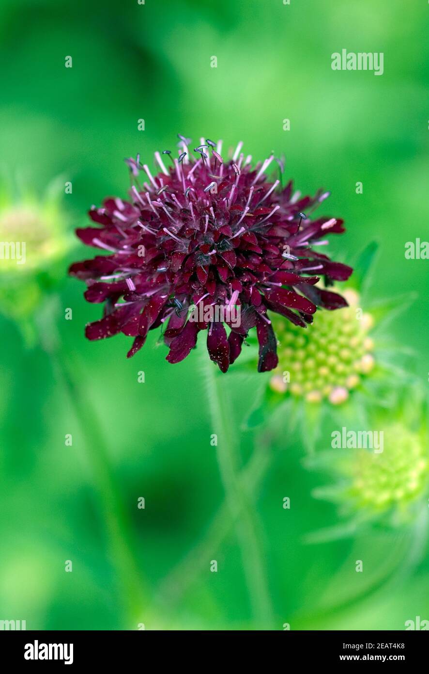 Skabiose, Witwenblumen Stockfoto