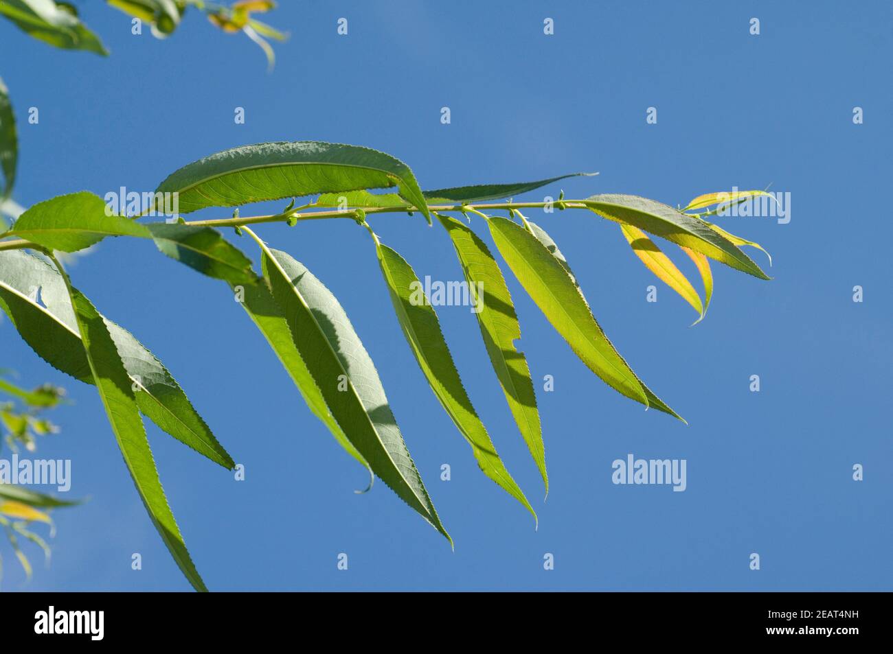 Silberweide, Salix vitellina Stockfoto
