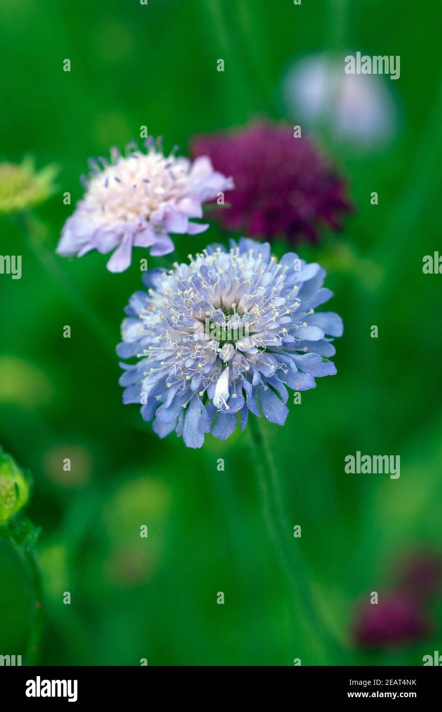 Skabiose, Witwenblumen Stockfoto