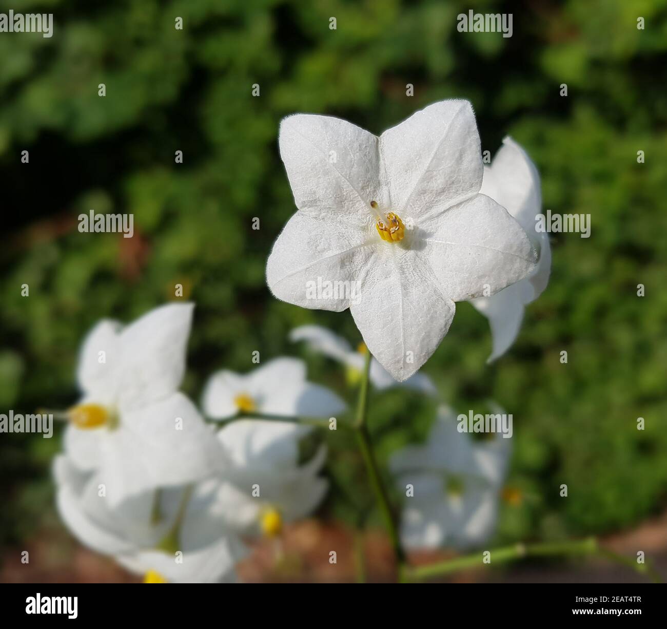 Jasmin-Nachtschatten, Solanum jasminoides Stockfoto